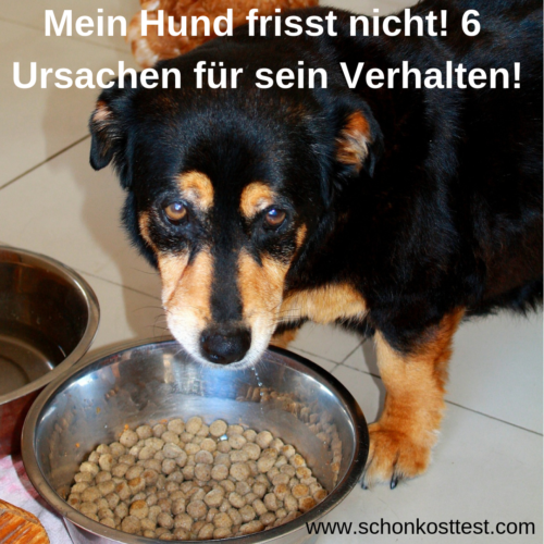 Mein Hund frisst nicht! 6 Ursachen für sein Verhalten